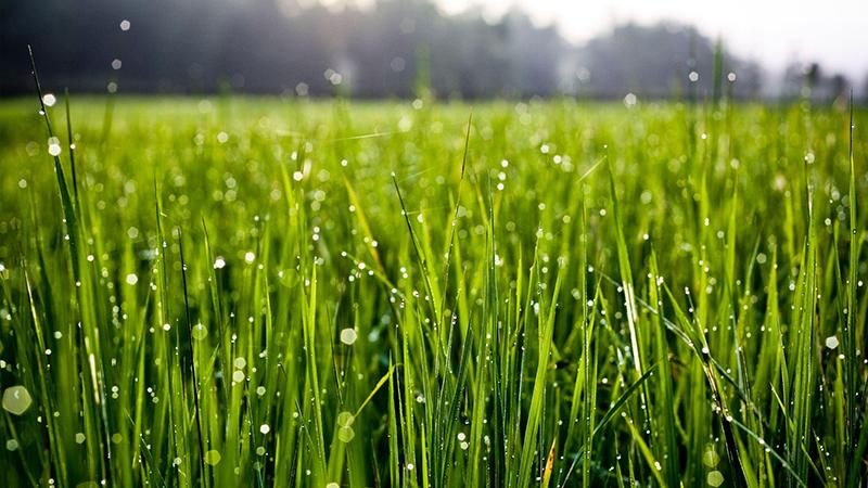 Погода 19 червня 2018 Україна - прогноз від синоптика Погода 19 червня 2018 Україна - прогноз від синоптика