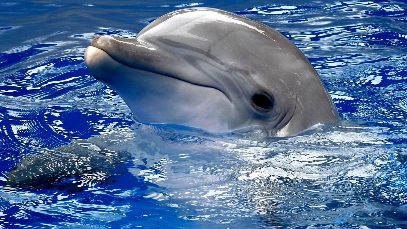 В одесском дельфинарии самка родила детеныша во время шоу: видео