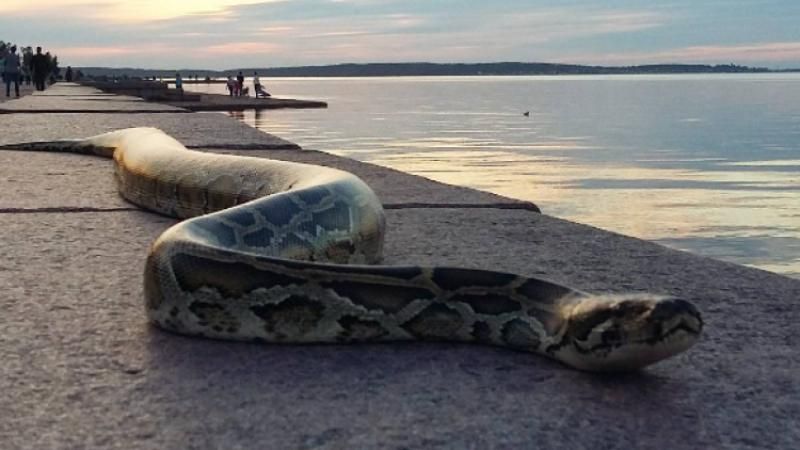 У Києві на пляжі з'явилися величезні пітони, – ЗМІ У Києві на пляжі з'явилися величезні пітони, – ЗМІ
