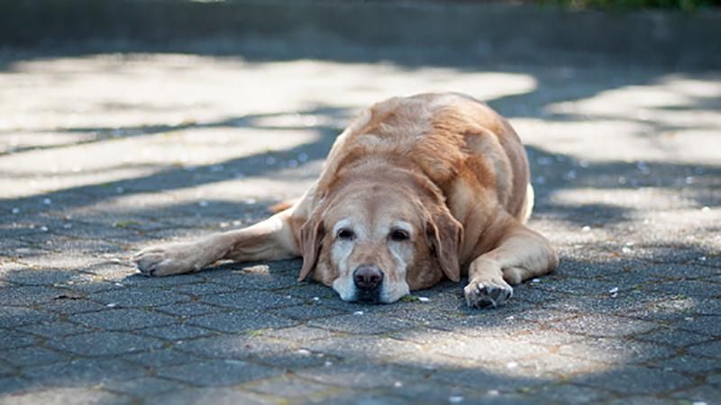 Погода 20 червня 2018 Україна - спека триває Погода 20 червня 2018 Україна - спека триває