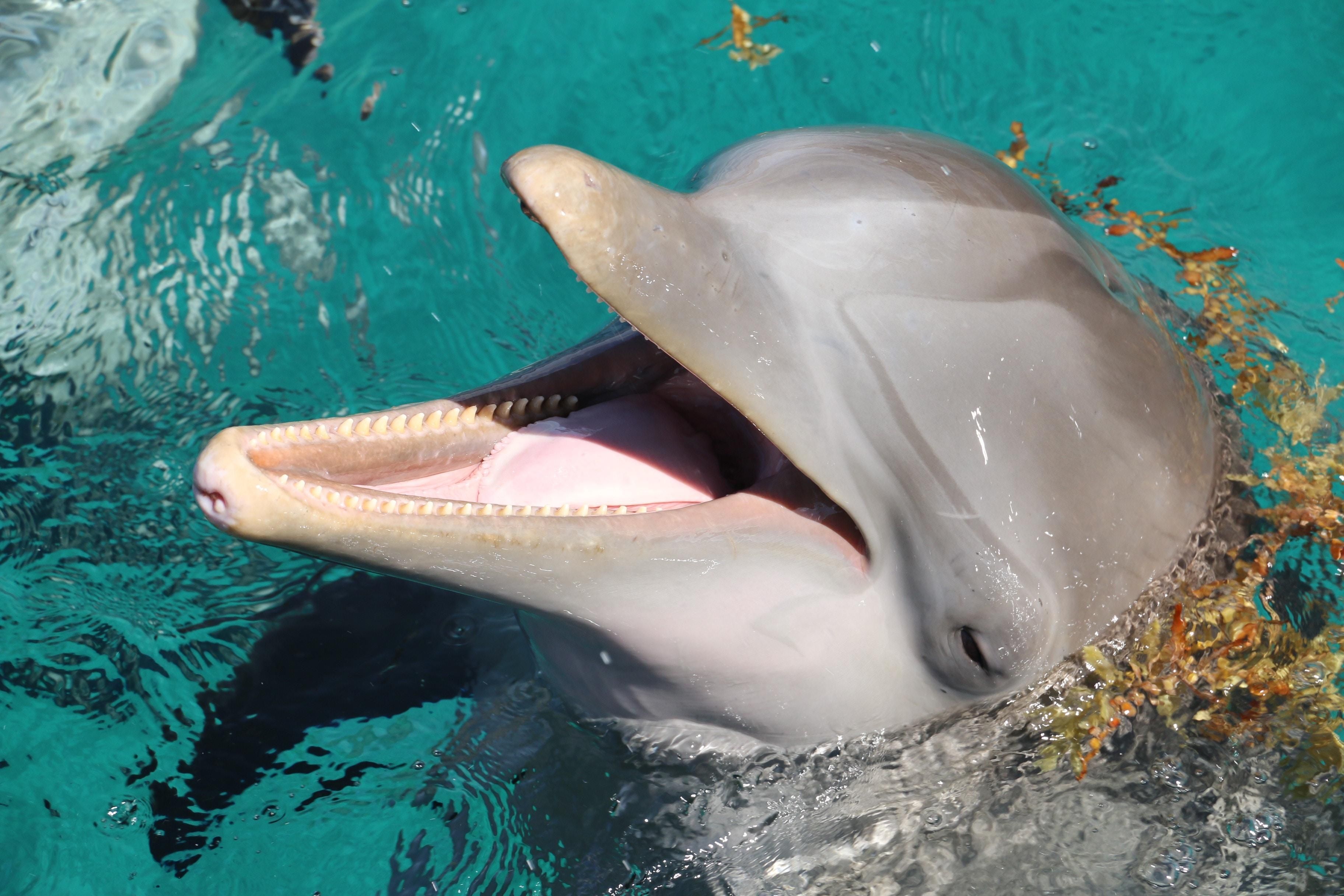 Народження дельфіна під час шоу в Одесі: екологи дали важливе роз'яснення