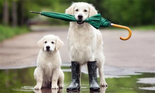 Погода на 25 червня 2018 в Україні - детальний прогноз погоди Погода на 25 червня 2018 в Україні - детальний прогноз погоди