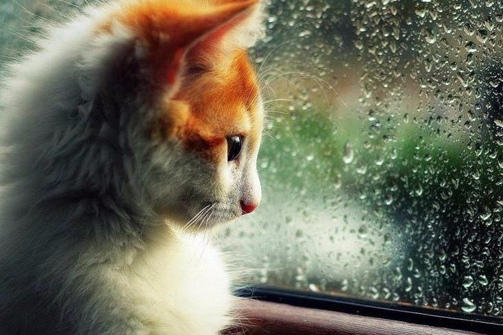 Погода 24 июня 2018 в Украине - прогноз погоды Погода 24 июня 2018 в Украине - прогноз погоды