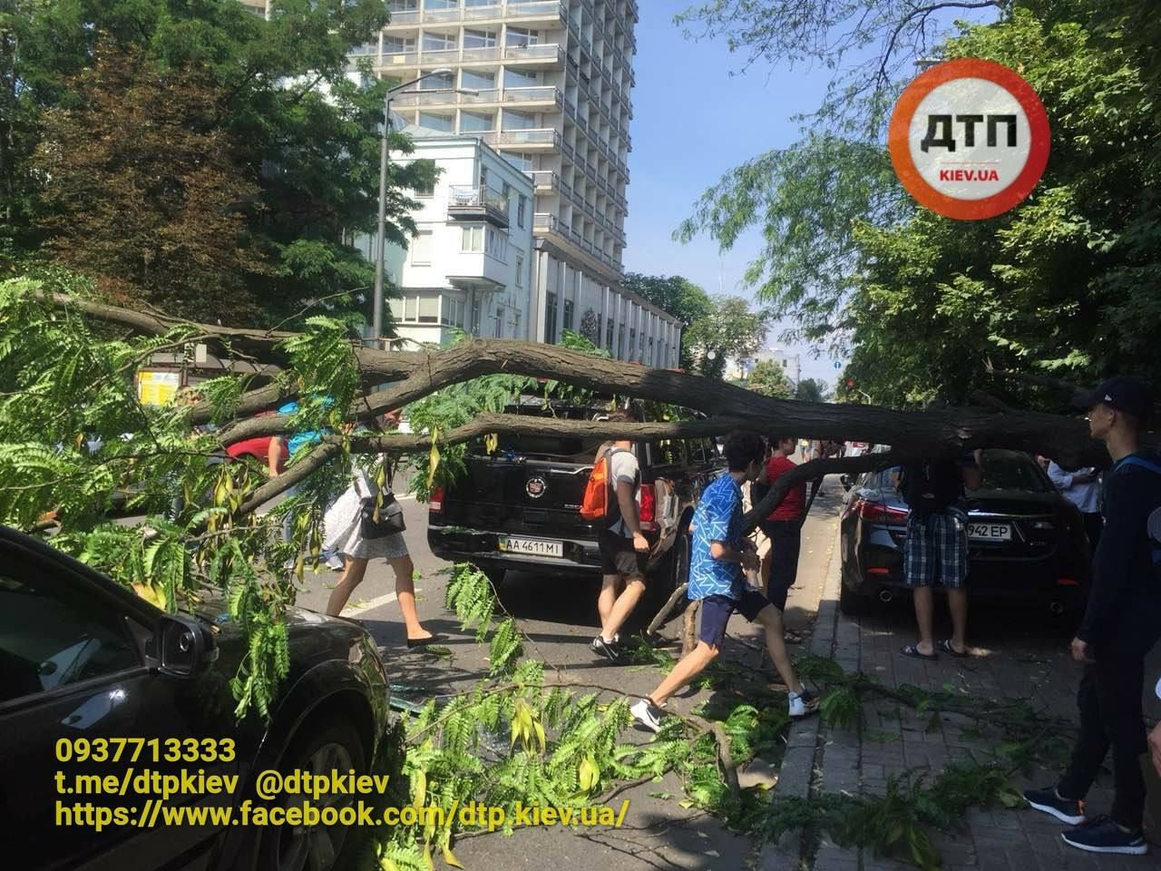 Біля Ради впало дерево і потрощило кілька авто: опубліковані фото Біля Ради впало дерево і потрощило кілька авто: опубліковані фото