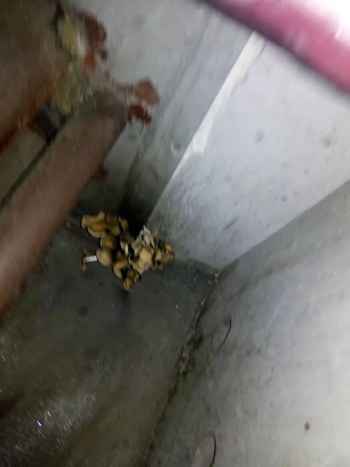 Укрзалізниця, гриби, потяг, Рудоманов, Кременчук, Ворохта Укрзалізниця, гриби, потяг, Рудоманов, Кременчук, Ворохта