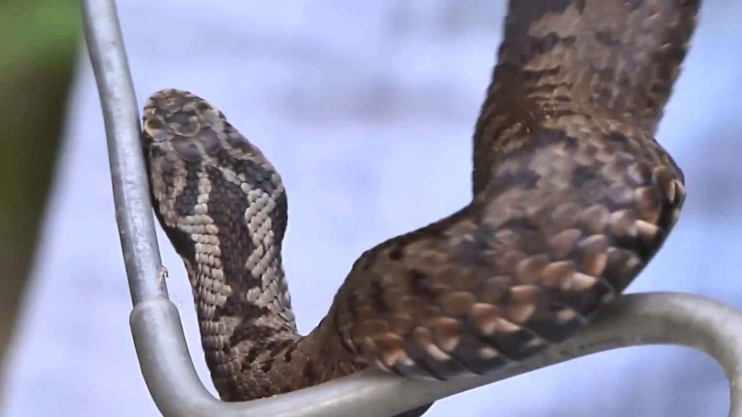 На Львовщине активизировались ядовитые змеи: четверо пострадавших На Львовщине активизировались ядовитые змеи: четверо пострадавших