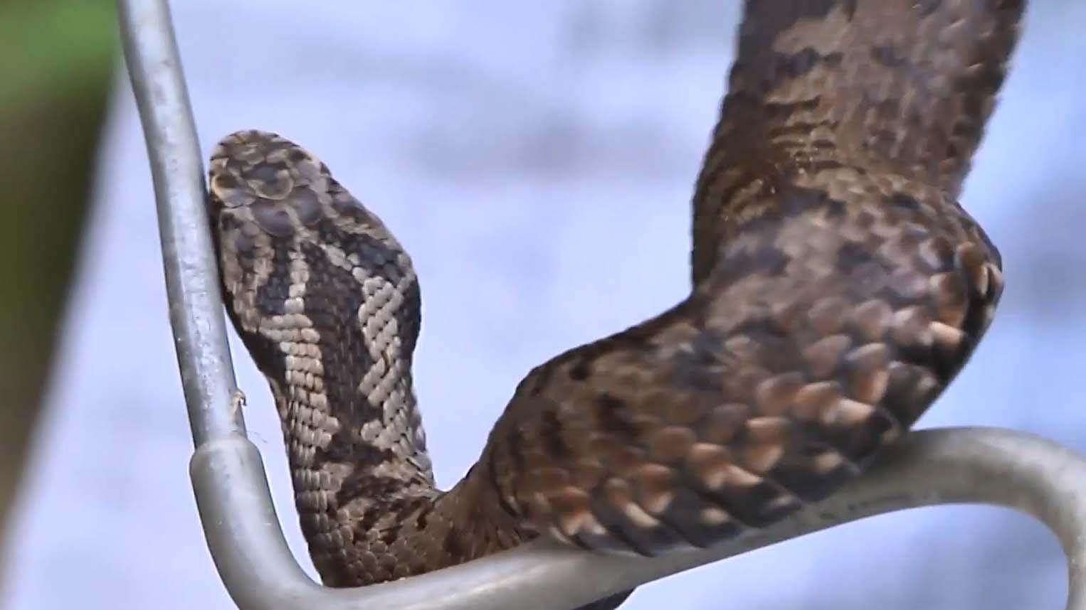 На Львовщине активизировались ядовитые змеи: четверо пострадавших