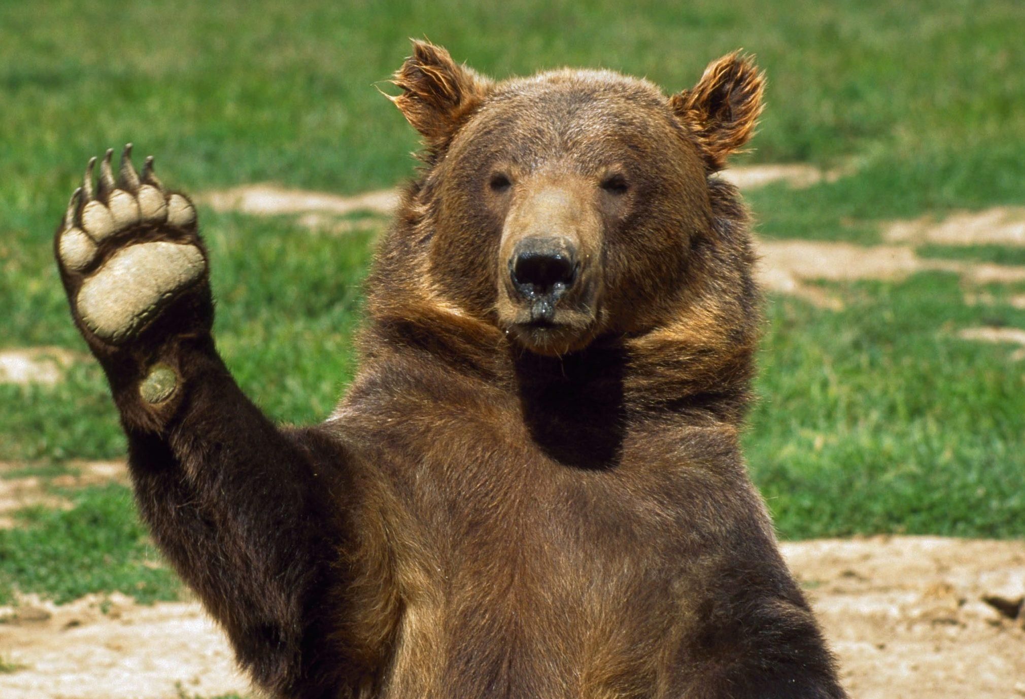 В США спасли медведя, застрявшего в автомобиле: впечатляющее видео