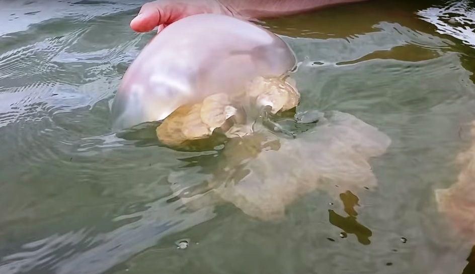 На Азовському узбережжі – нашестя отруйних медуз: відео