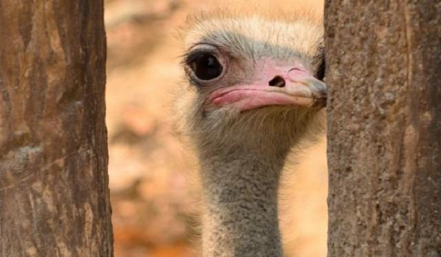 В Казани страус напал на посетителей цирка: видео