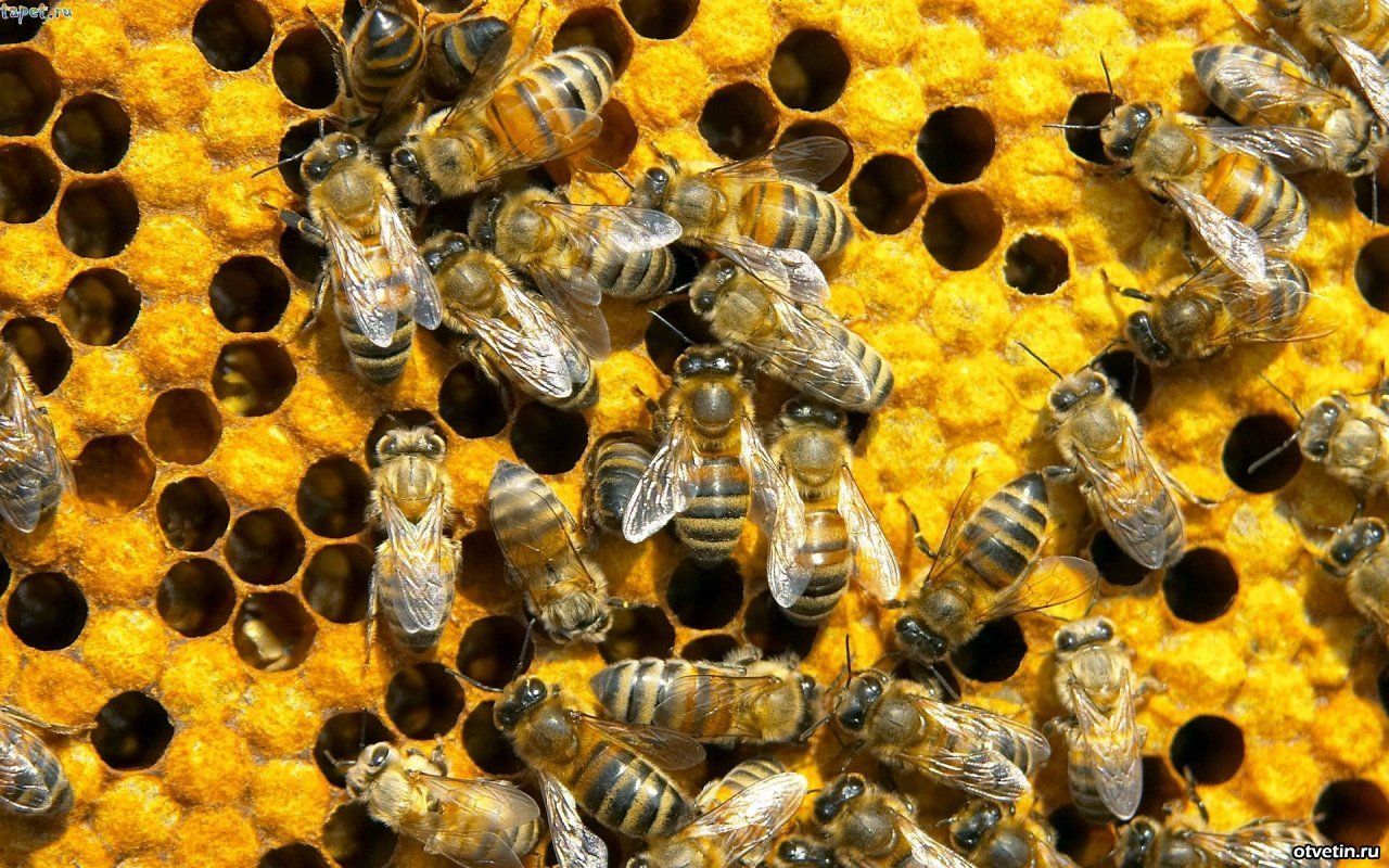 В Украине массово погибли пчелы: известна причина