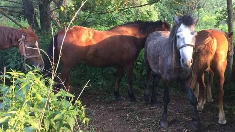 Українець хотів перегнати до Росії семеро коней: фото Українець хотів перегнати до Росії семеро коней: фото