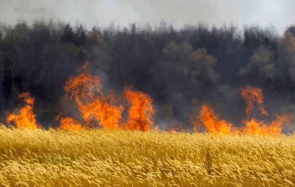 На Херсонщині згоріли 170 гектарів пшениці  