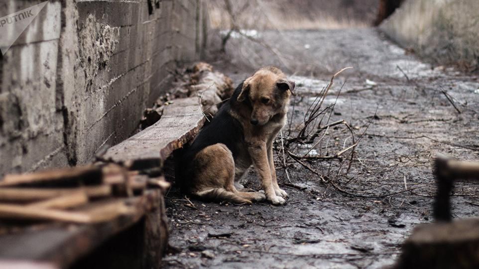 Розстріл собаки в Житомирі: поліція знайшла живодера