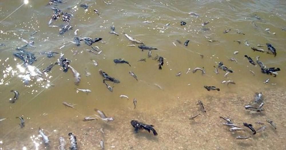 Екологічне лихо: на Одещині масово гине риба