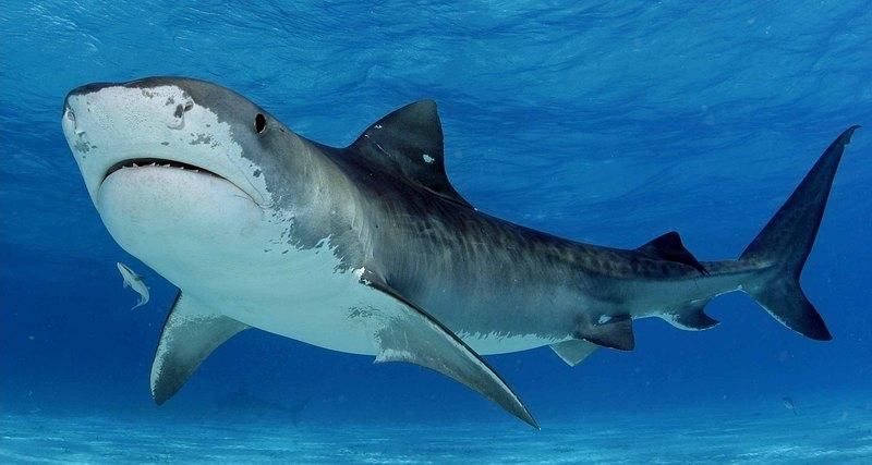 В штате Нью-Йорк впервые за 70 лет акула атаковала двоих несовершеннолетних