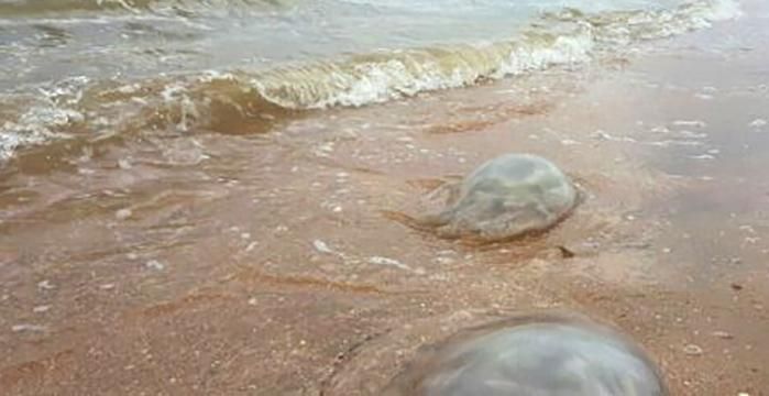 На пляжах оккупированного Крыма возникла серьезная проблема: красноречивые видео