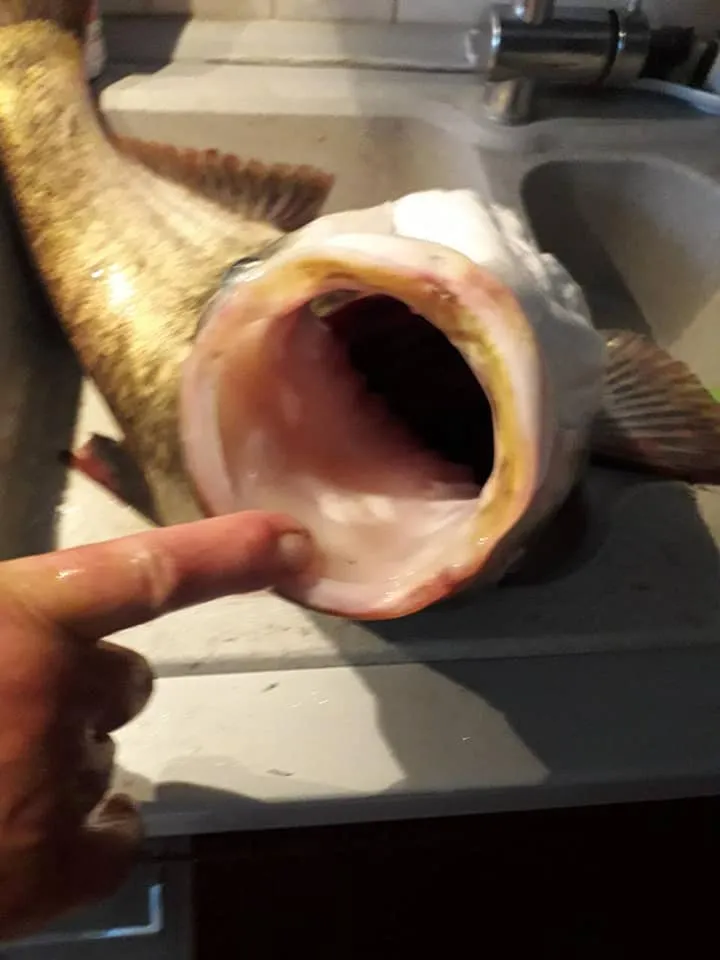 Тернопільщина, риба, рекорд, 16 кілограмів, Лановеччина Тернопільщина, риба, рекорд, 16 кілограмів, Лановеччина