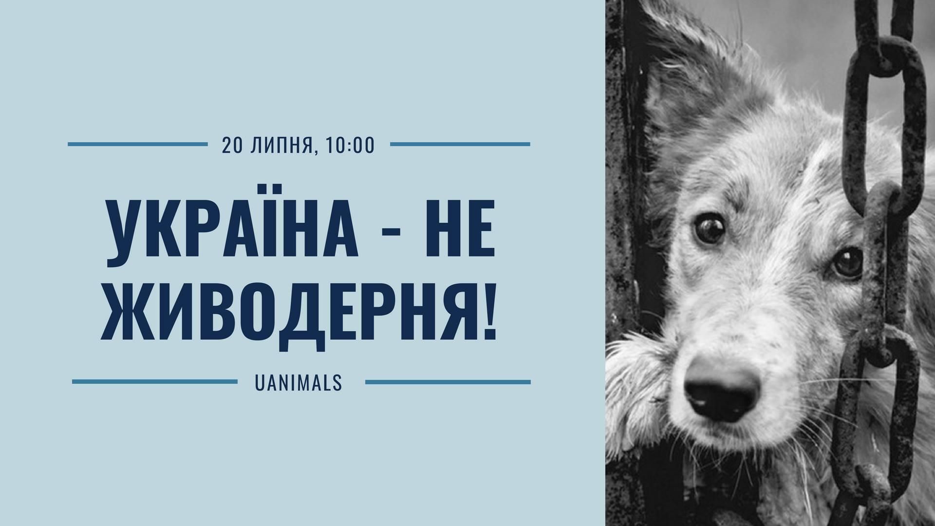 В Україні пройде акція проти масового вбивства собак