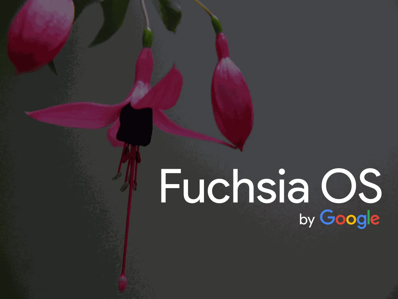 Операційна система Fuchsia може невдовзі замінити Android