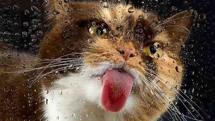 Погода 21 липня 2018 Україна - спека, але з дощами Погода 21 липня 2018 Україна - спека, але з дощами