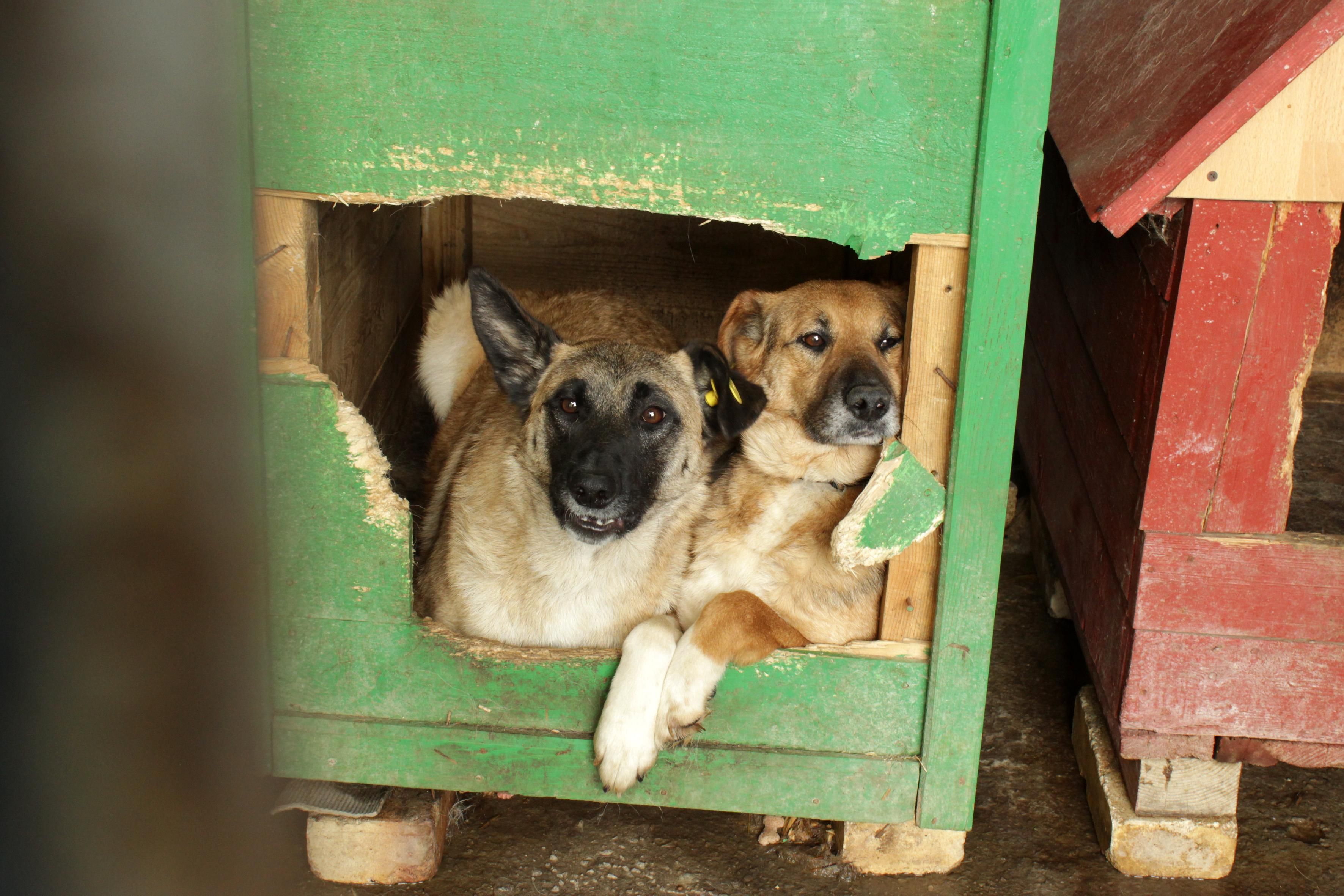 В Украине предлагают запретить продажу кошек и собак