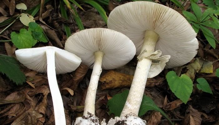 На Одещині багатодітна сім'я отруїлася грибами: померли мама та син