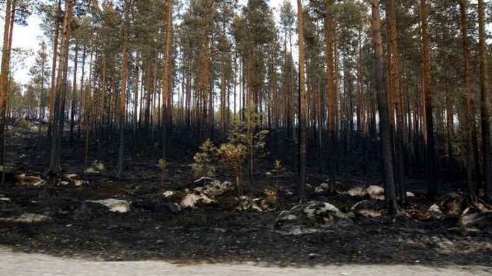 У Швеції внаслідок пожеж згоріло 25 тисяч гектарів лісу