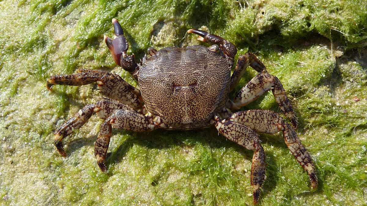 Вчені створили екологічний пластик з панцира краба Вчені створили екологічний пластик з панцира краба