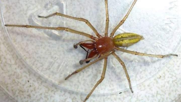 Українця вкусив найотруйніший павук у світі