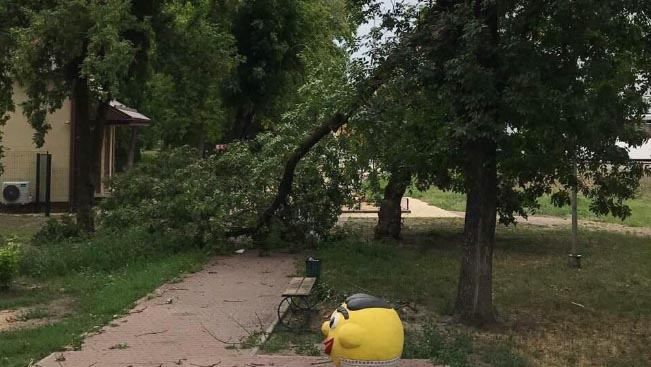 На Полтавщині під час негоди на сім'ю впало дерево, а у чоловіка влучила блискавка 