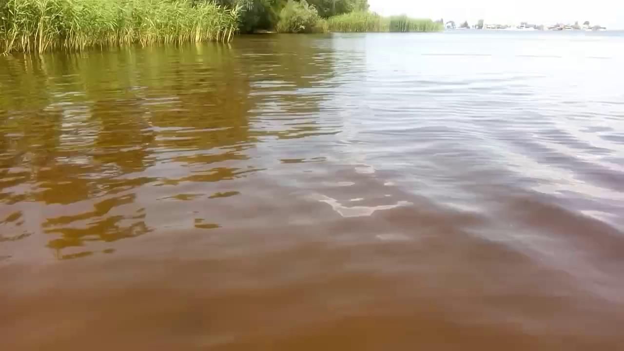 Воды Днепра страдают от редкого, но катастрофического явления Воды Днепра страдают от редкого, но катастрофического явления