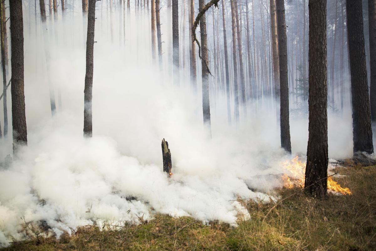 У Німеччині горять ліси: селище під Берліном можуть евакуювати