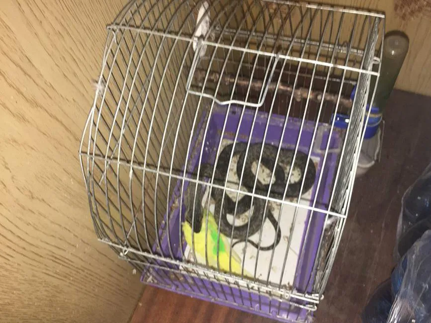 змія ДСНС змія ДСНС