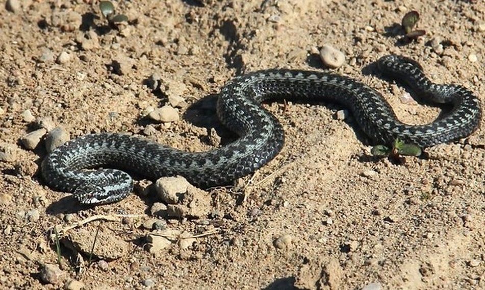 "Нежелательная гостя": в Николаеве змея заползла в квартиру местной жительницы (фото) "Нежелательная гостя": в Николаеве змея заползла в квартиру местной жительницы (фото)