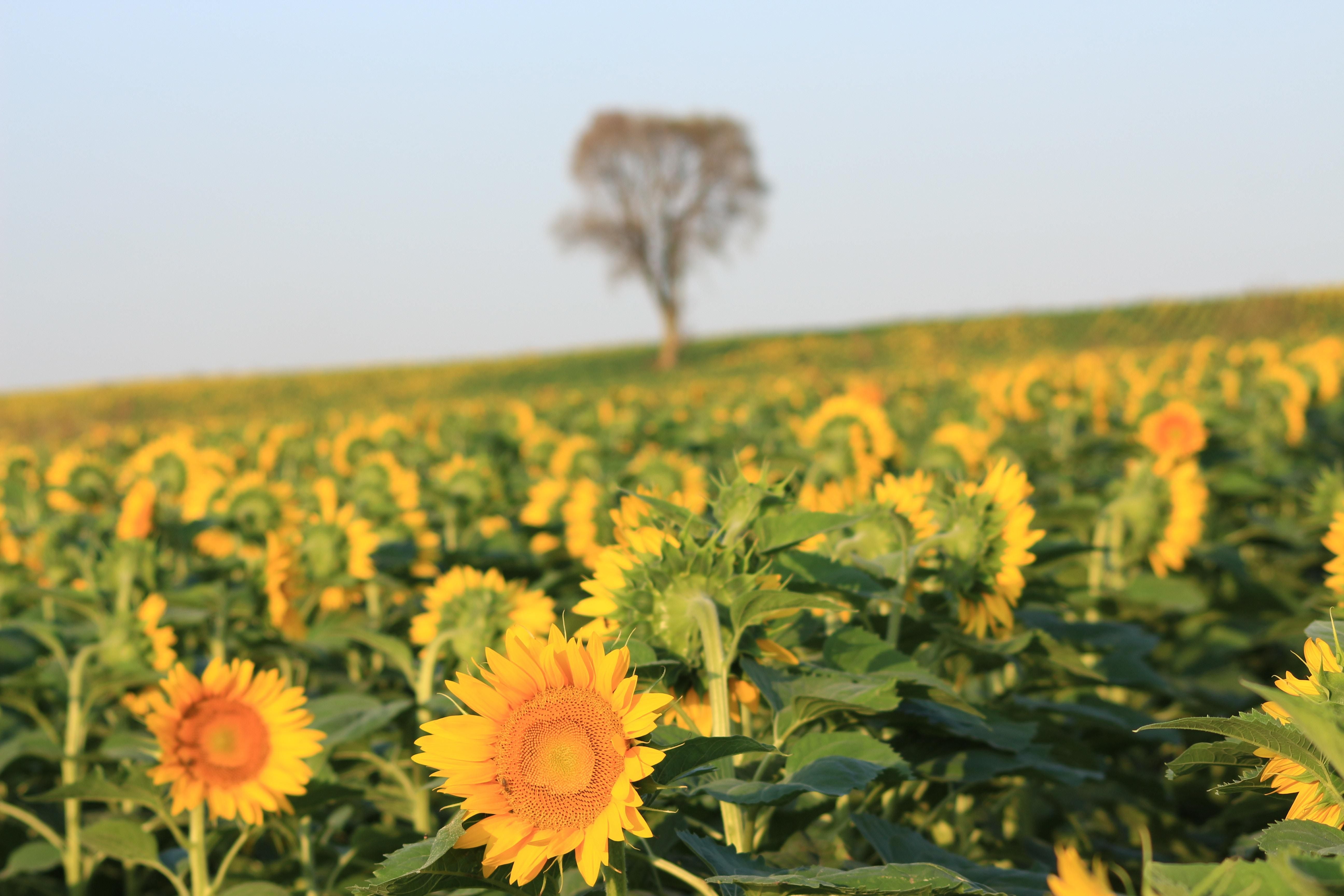 Прогноз погоди 29 липня 2018 Україна - синоптик Прогноз погоди 29 липня 2018 Україна - синоптик