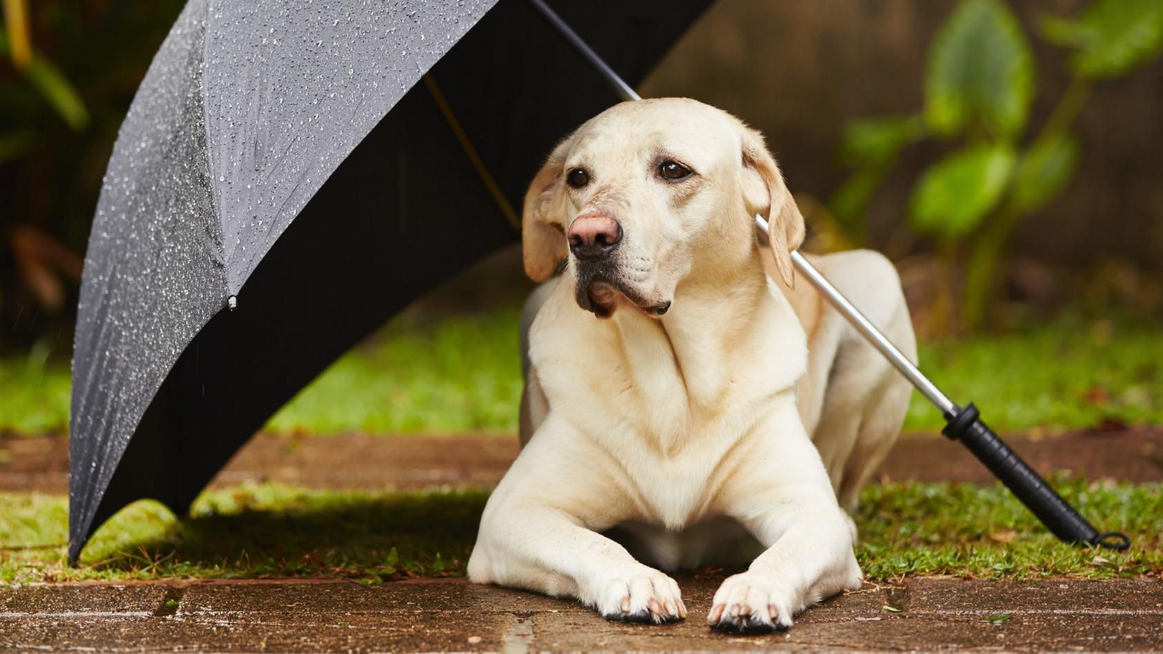 Погода 28 липня 2018 Україна - дощі та грози Погода 28 липня 2018 Україна - дощі та грози