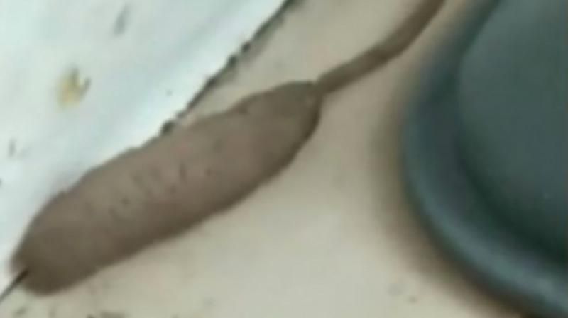 Загадкового товстого черв'яка із щурячим хвостом помітили у Британії: моторошне відео 