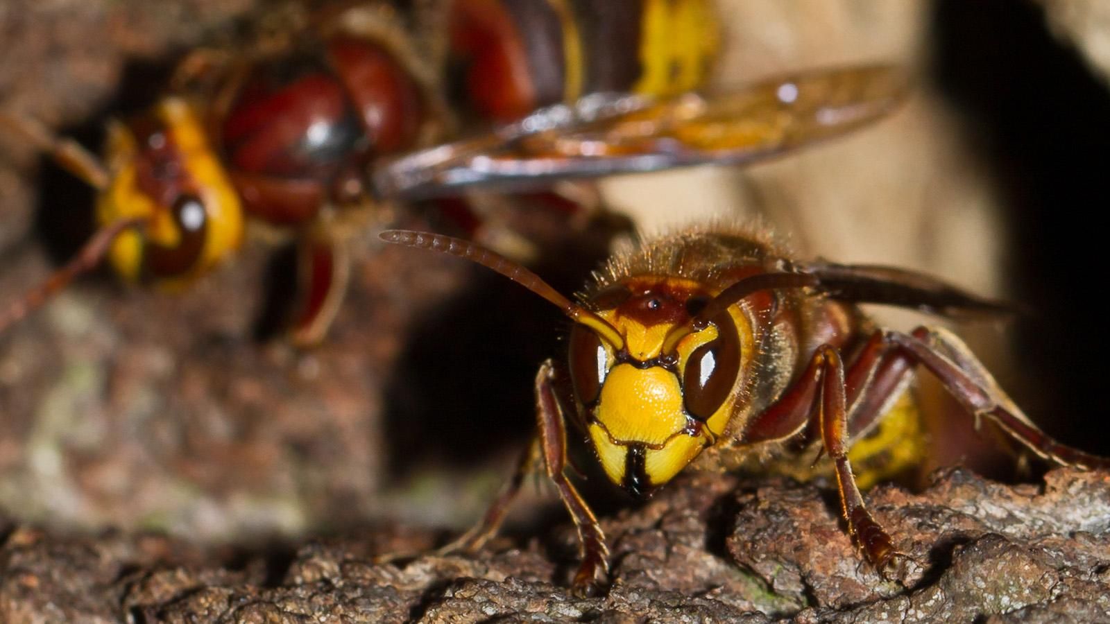 Шершни напали на людей в Днепре: один мужчина скончался на месте Шершни напали на людей в Днепре: один мужчина скончался на месте
