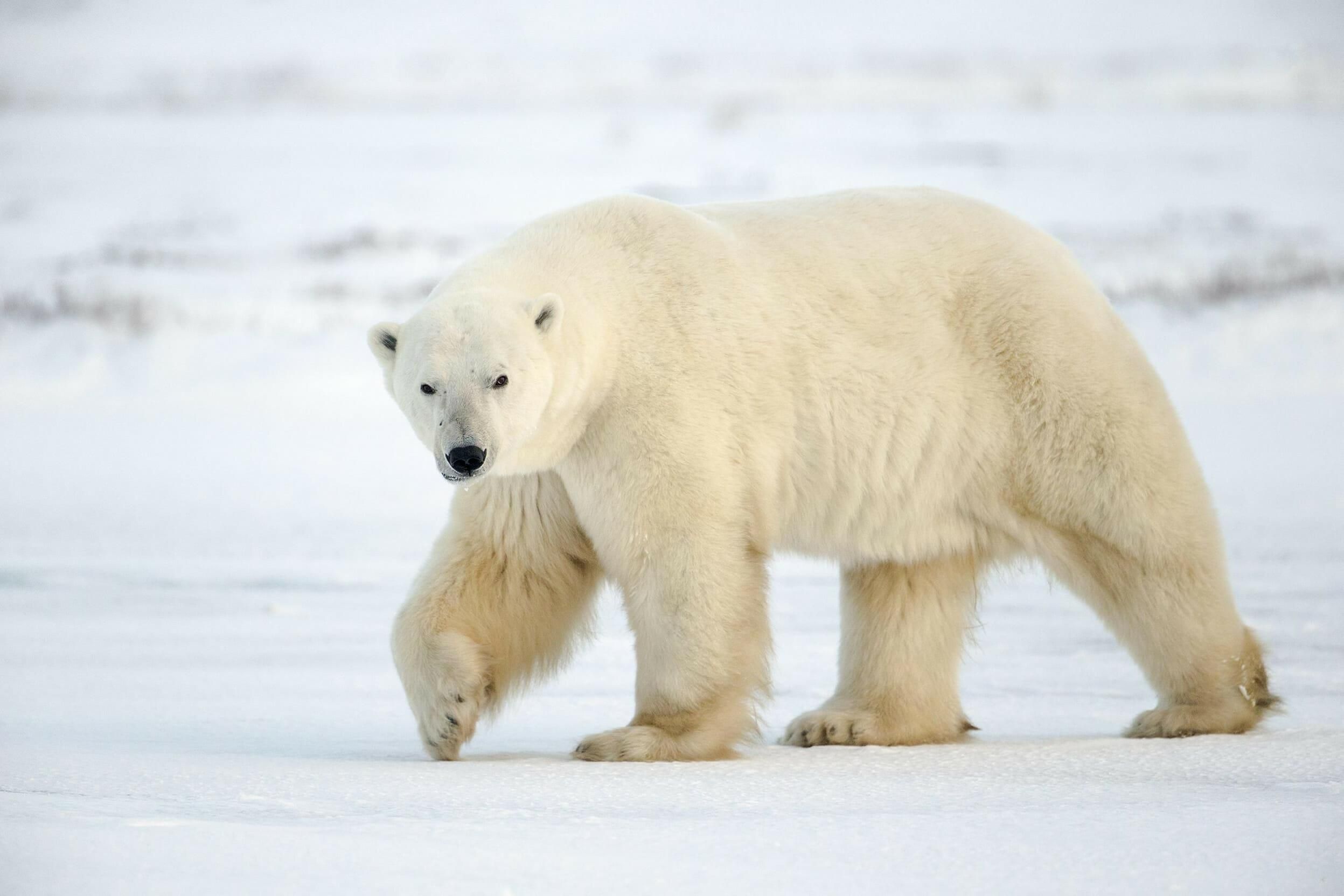У Норвегії охоронець круїзного корабля вбив полярного ведмедя 