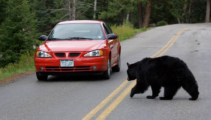 В Британии медведь из-за жары напал на машину с ребенком