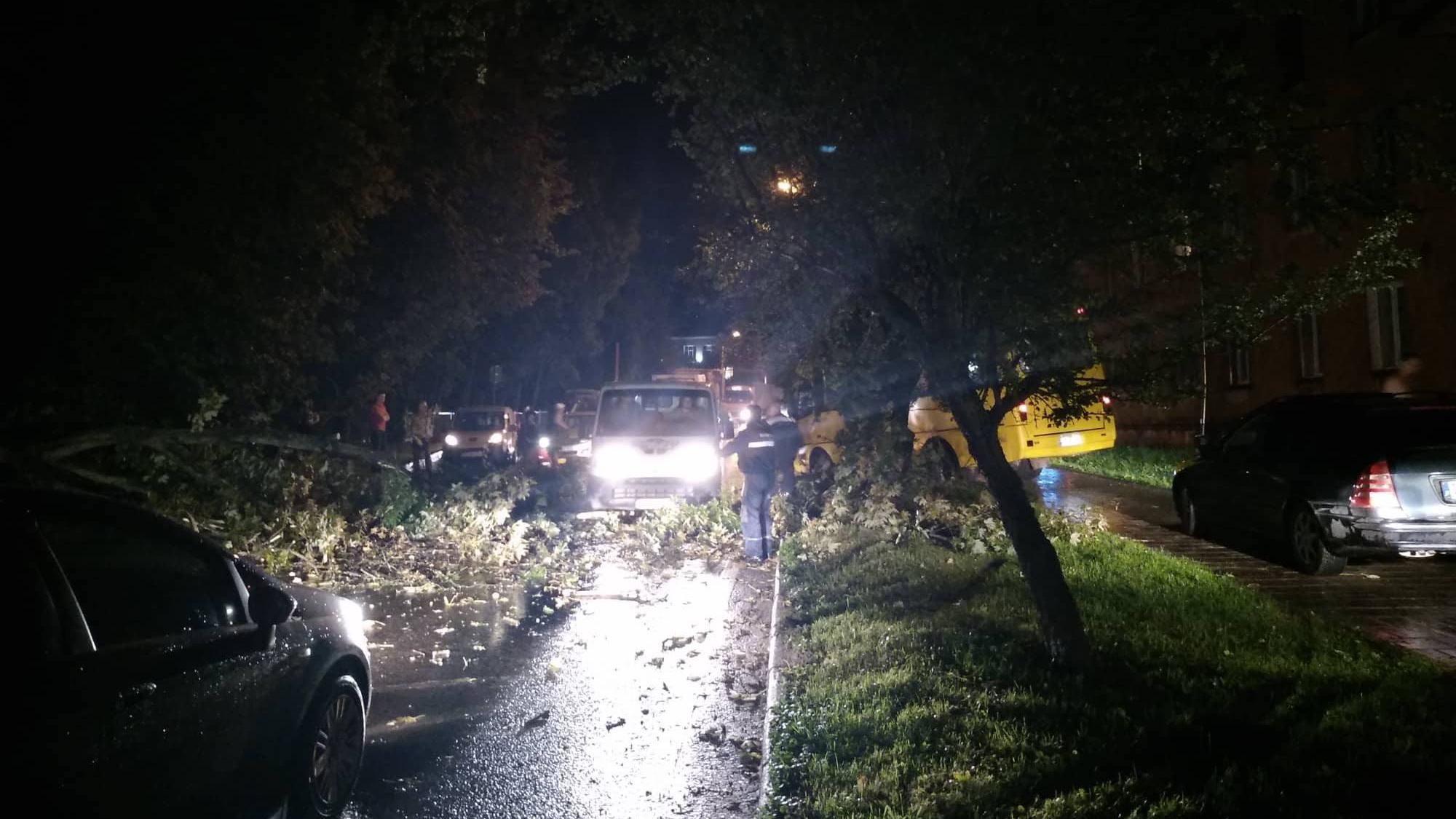 Через сильну зливу впало дерево на центральну магістраль у Львові: рух ускладнено 