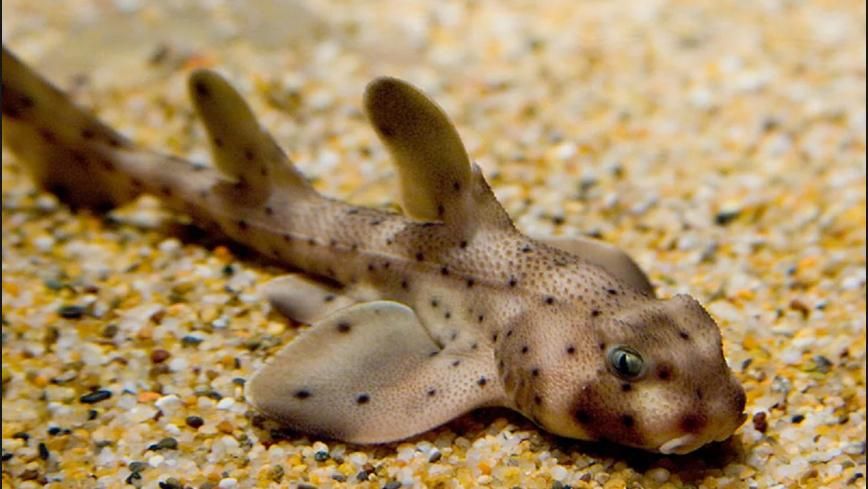 У США злодії вивезли з океанаріуму акулу на дитячому візку: відео У США злодії вивезли з океанаріуму акулу на дитячому візку: відео