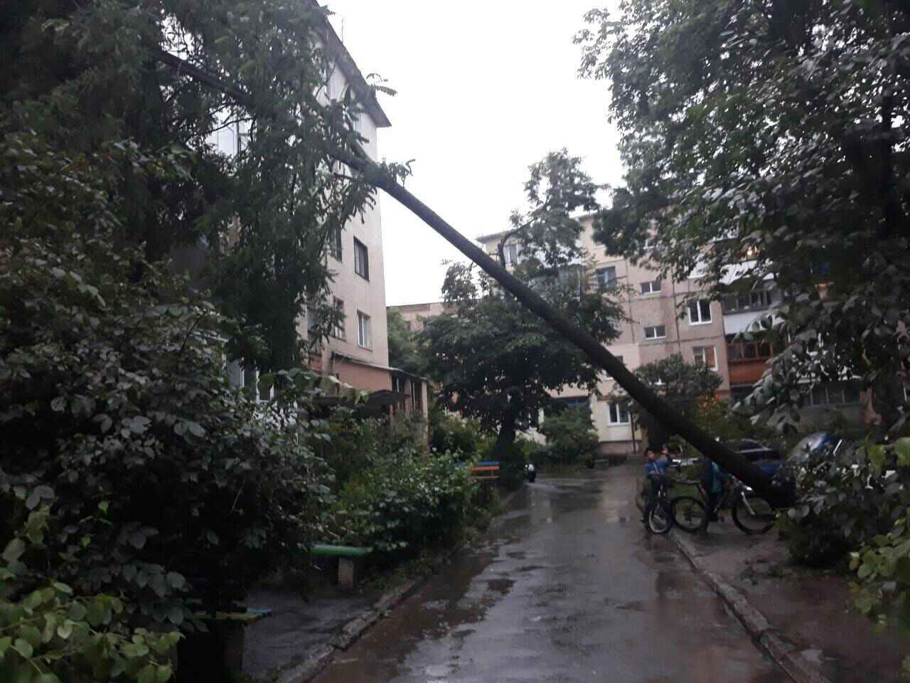 В Виннице из-за непогоды акация упала на пятиэтажный дом: фото В Виннице из-за непогоды акация упала на пятиэтажный дом: фото