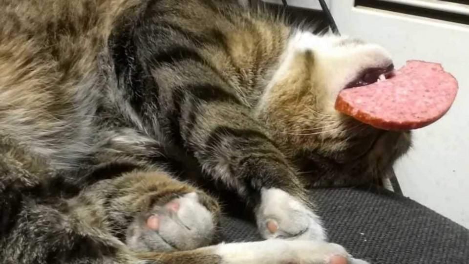 Поїв ковбаски на прилавку: кіт здивував відвідувачів супермаркету у Києві 
