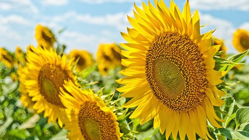 Погода 4 липня 2018 Україна - прогноз погоди від синоптиків Погода 4 липня 2018 Україна - прогноз погоди від синоптиків