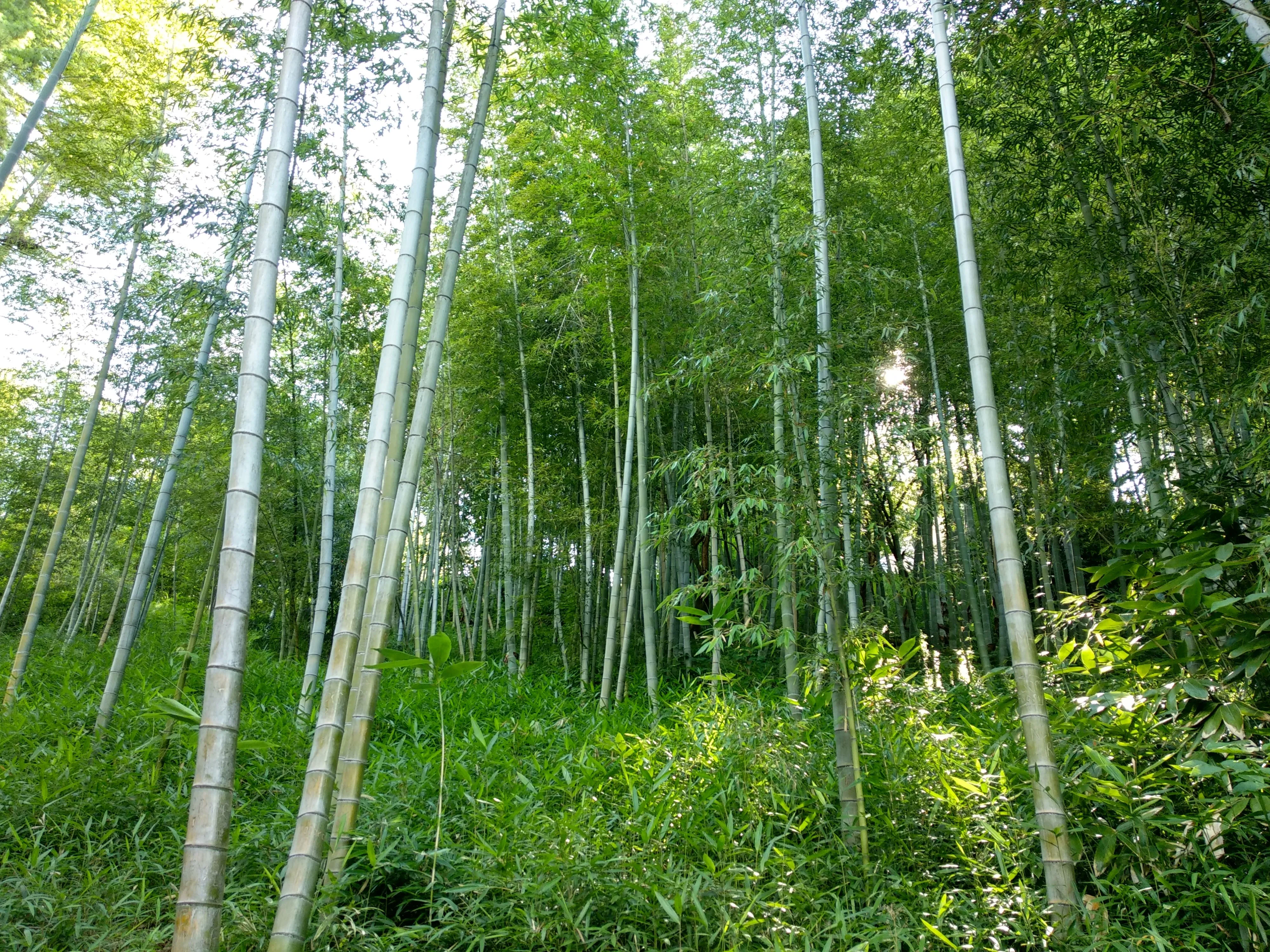 Ботанічний сад у Батумі Ботанічний сад у Батумі