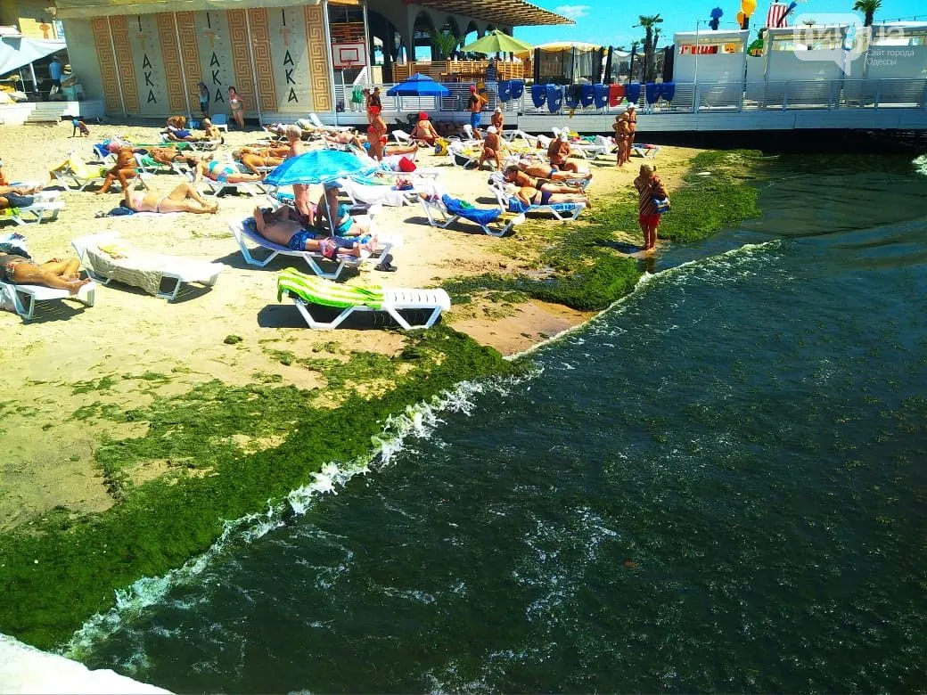 Одесса, водорости, пляж, отдых Одесса, водорости, пляж, отдых