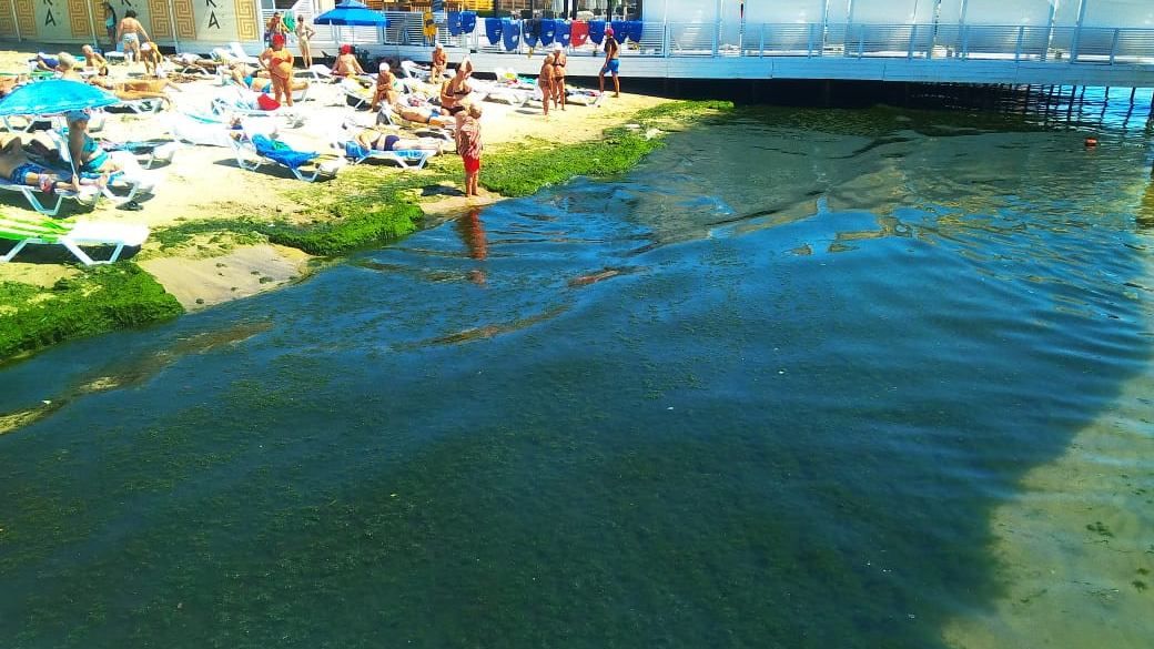В Одессе пляжи превратились в "кладбище" водорослей: красноречивые фото