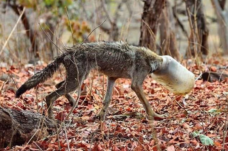 Вовк втиснув голову у пластикову пляшку і ледь не помер з голоду: фото Вовк втиснув голову у пластикову пляшку і ледь не помер з голоду: фото
